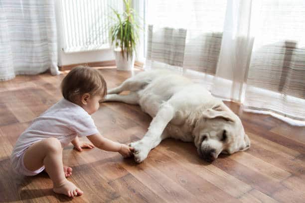 Kid playing with dog | Gillenwater Flooring